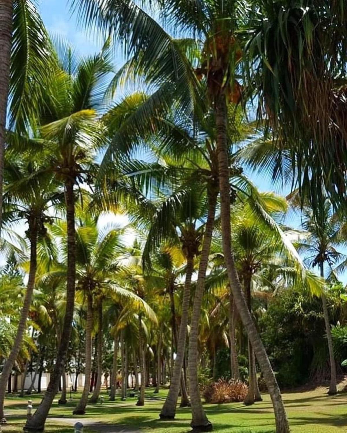Studio Mojito Vue Mer,Piscine Avec Cuve Eau Et Acces Plage Et Piscine Anse Des Rochers Saint-Francois  Exterior photo